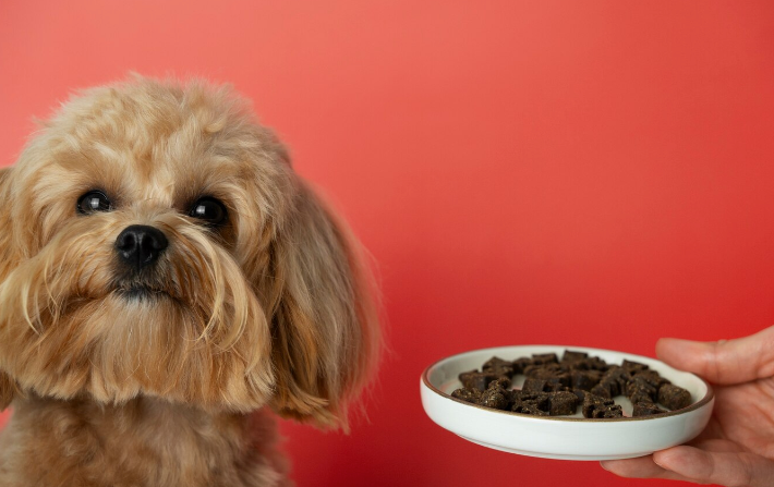 Wet vs. Dry Dog Food